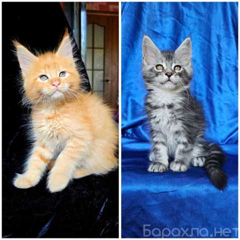 Продам: мейн кун котята (Вотсапп +79861722996)