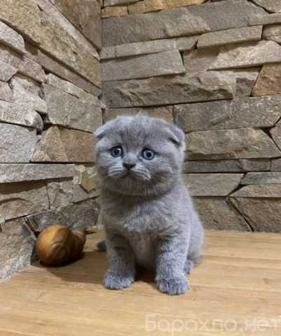 Продам: шотландские котята (Telegram 79082168789