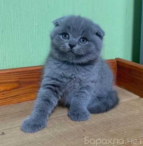 Продам: шотландцы и британцы (TG +79082168789)