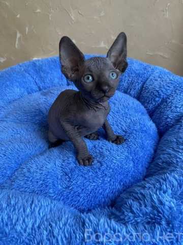 Продам: котята сфинкс (Telegram +79082168789)